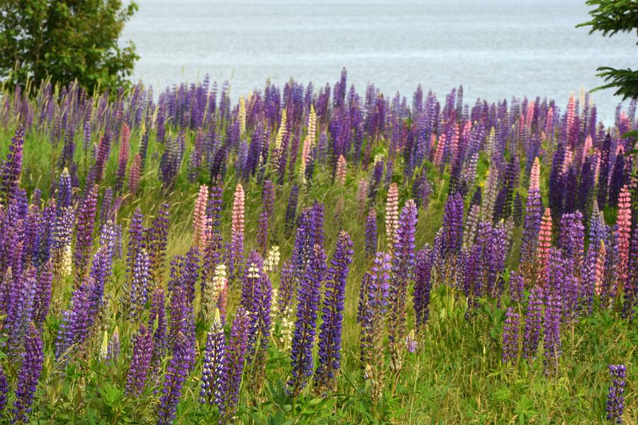Spring blooms along the waterfront in Boothbay Harbor, Maine, with the calm harbor behind